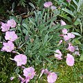 Convolvulus boissieri