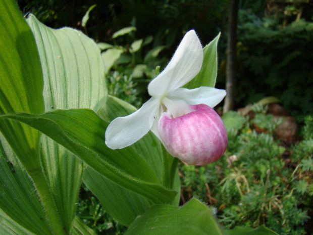 Cypripedium reginae