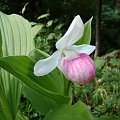 Cypripedium reginae