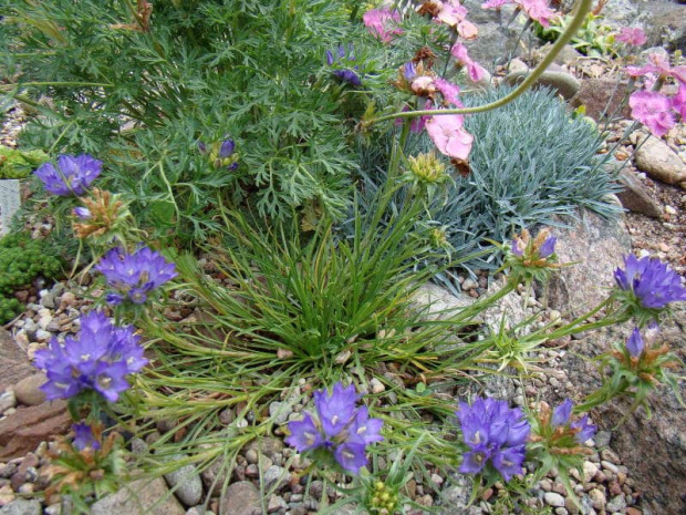 Edraianthus graminifolius