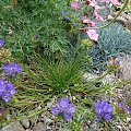 Edraianthus graminifolius