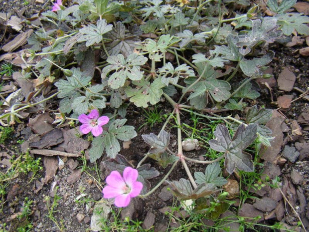 Geranium 'Bremmery' ORKNEY CHERRY