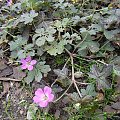 Geranium 'Bremmery' ORKNEY CHERRY