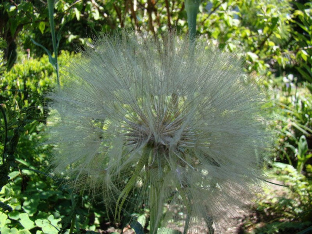 Tragopogon porrifolius