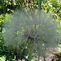 Tragopogon porrifolius