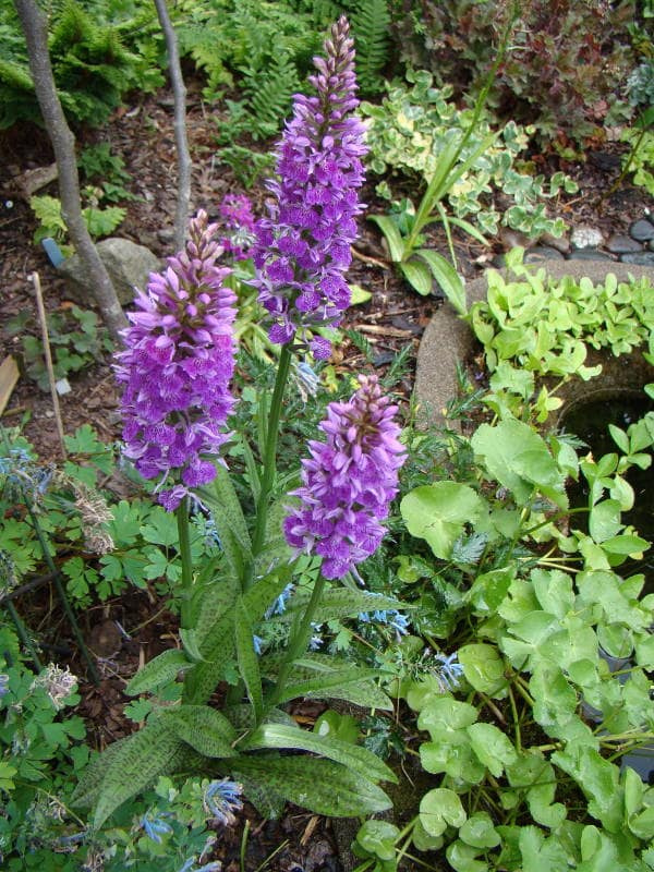 Dactylorhiza sp