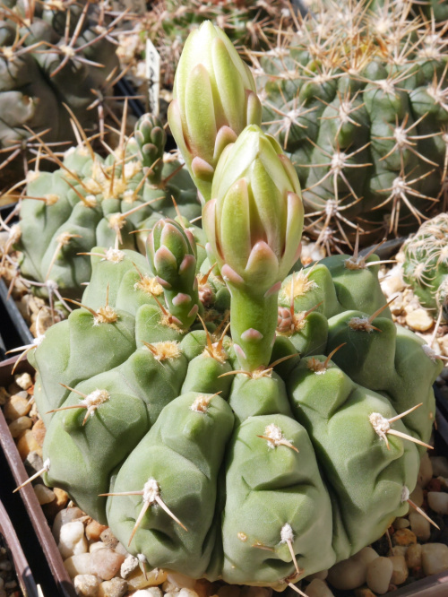 Gymnocalycium vatteri P 108