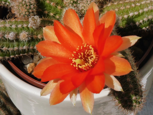 Chamaecereus