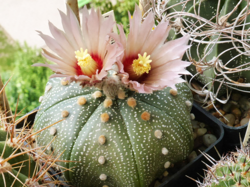 Astrophytum asterias