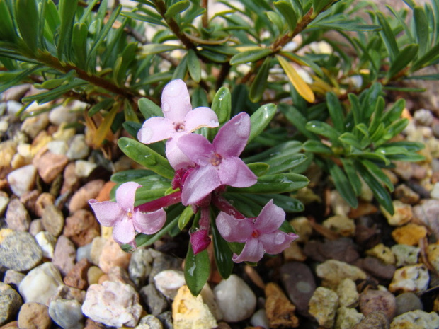 Daphne x schlyteri 'Bile Policany'