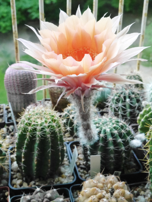 Echinopsis hybride 32-2005 Wessner