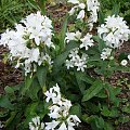 Campanula glomerata var.alba