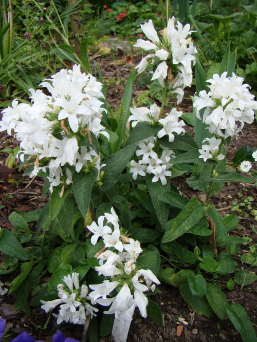 Campanula glomerata var.alba