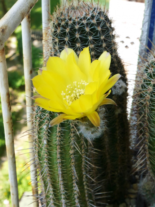 Lobivia aurea v. shaferi