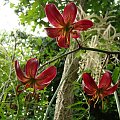 Lilium martagon 'Russian Morning'