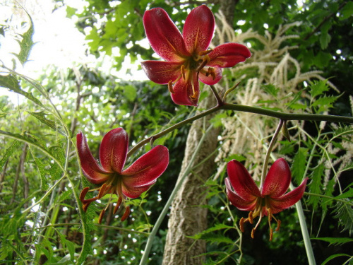 Lilium martagon 'Russian Morning'