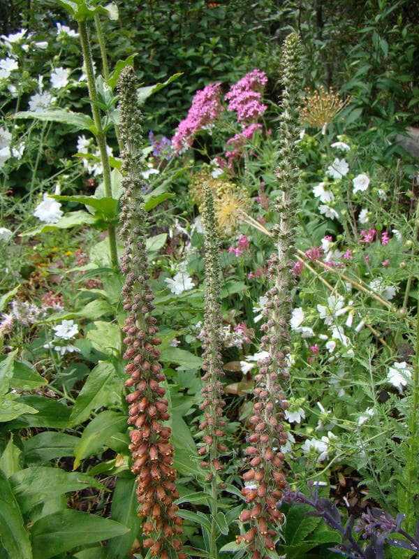 Digitalis parviflora