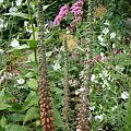 Digitalis parviflora