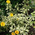 Heliopsis helianthoides 'Helhan' LORAINE SUNSHINE