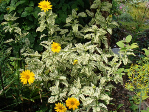 Heliopsis helianthoides 'Helhan' LORAINE SUNSHINE