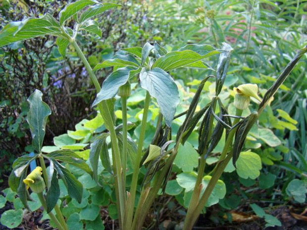 Arisaema flavum