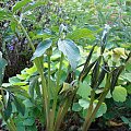 Arisaema flavum