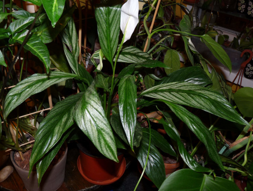 Skrzydłokwiat variegata