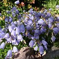 Campanula cochleariifolia