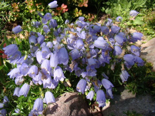 Campanula cochleariifolia