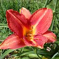 Hemerocallis 'Laura