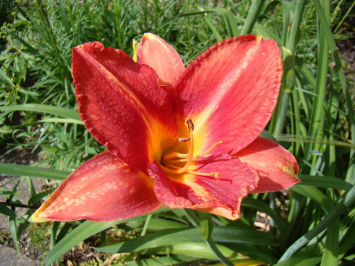 Hemerocallis 'Laura