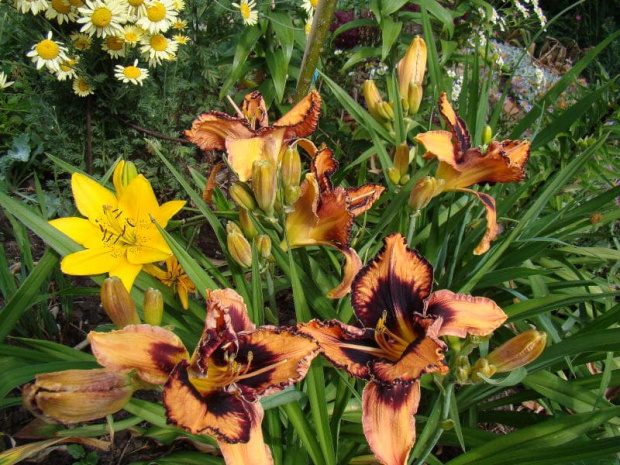 Hemerocallis 'Gavin Petit'