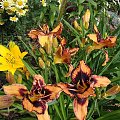 Hemerocallis 'Gavin Petit'