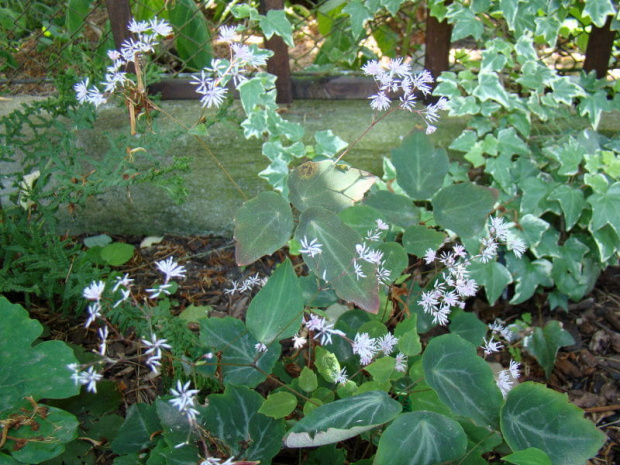 Thalictrum ichangense 'Evening Star