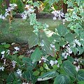 Thalictrum ichangense 'Evening Star