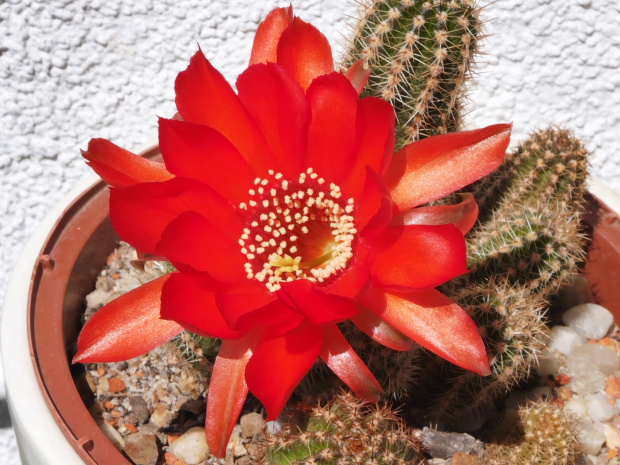 Chamaecereus