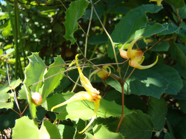 Epimedium 'Amber Queen'