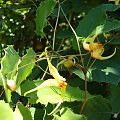 Epimedium 'Amber Queen'