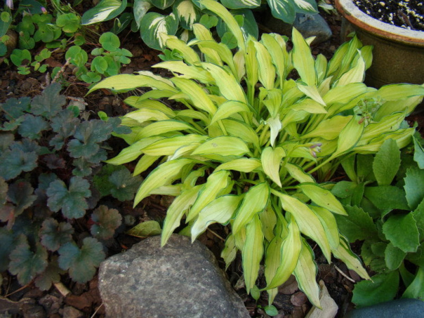 Hosta 'Kabitan'