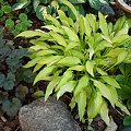 Hosta 'Kabitan'