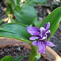 Roscoea tibetica