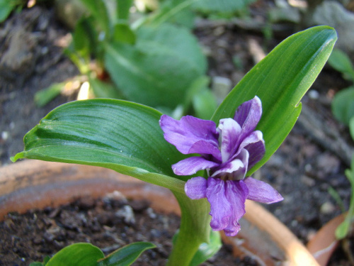 Roscoea tibetica