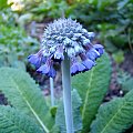 Primula capitata 'Noverna Deep Blue'