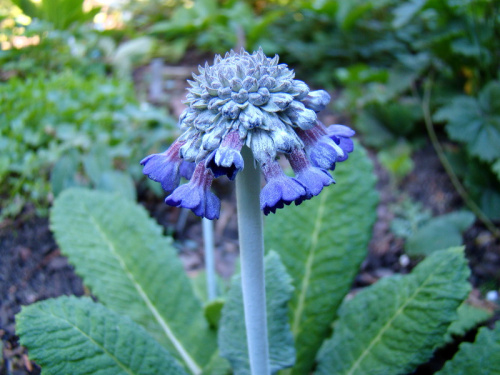 Primula capitata 'Noverna Deep Blue'