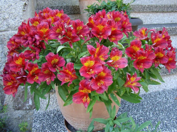 Alstroemeria