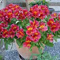 Alstroemeria