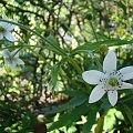 Anemone rivularis