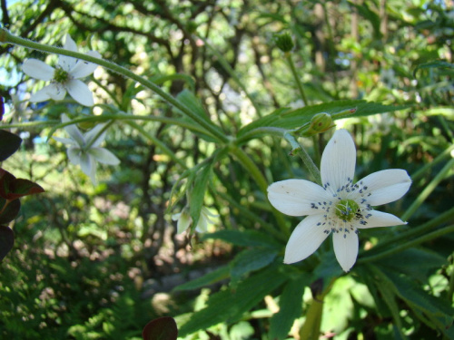 Anemone rivularis