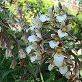 Epipactis palustris