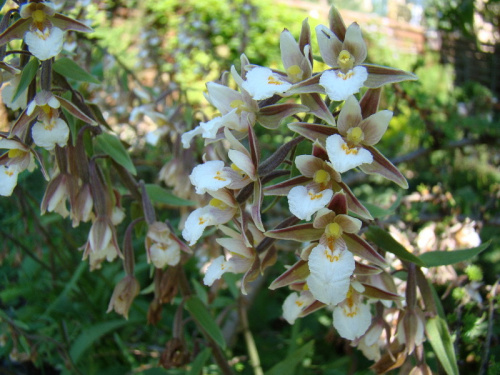 Epipactis palustris